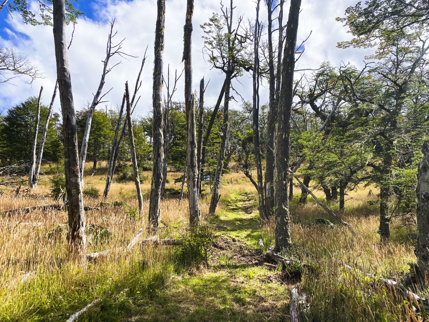 Bosques chilenos